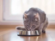 En İyi Kedi Maması