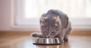 En İyi Kedi Maması