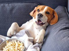 En İyi Köpek Filmleri köpek filmleri