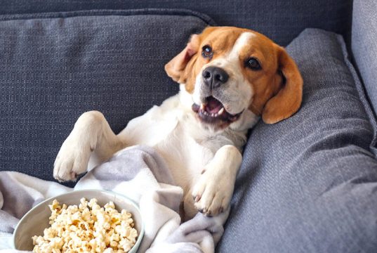 En İyi Köpek Filmleri köpek filmleri