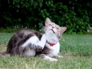 En İyi Kedi Pire Damlası