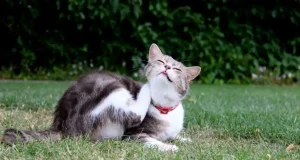 En İyi Kedi Pire Damlası