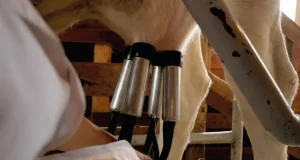 En İyi Süt Sağma Makinesi