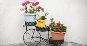 En Güzel Çiçeklik