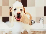 En İyi Köpek Şampuanı