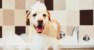 En İyi Köpek Şampuanı