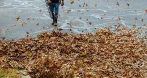 En İyi Yaprak Üfleyici