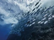 En İyi Balık Bulucu