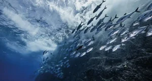 En İyi Balık Bulucu