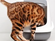 En İyi Kedi Tuvaleti