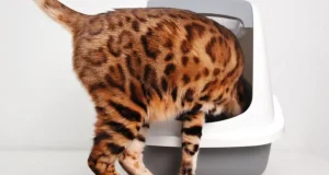 En İyi Kedi Tuvaleti