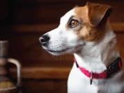 En İyi Köpek Pire Tasması