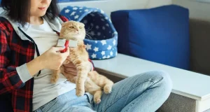 En İyi Kedi Tüyü Toplayıcı