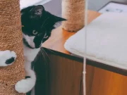 En İyi Kedi Tırmalama Tahtası