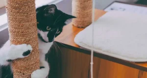 En İyi Kedi Tırmalama Tahtası