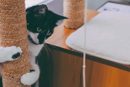 En İyi Kedi Tırmalama Tahtası