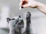 En İyi Kedi Ödül Maması En İyi Kedi Ödül Maması