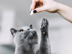 En İyi Kedi Ödül Maması En İyi Kedi Ödül Maması