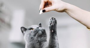 En İyi Kedi Ödül Maması En İyi Kedi Ödül Maması