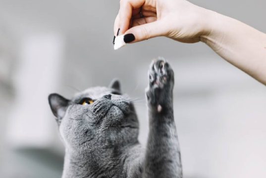 En İyi Kedi Ödül Maması En İyi Kedi Ödül Maması