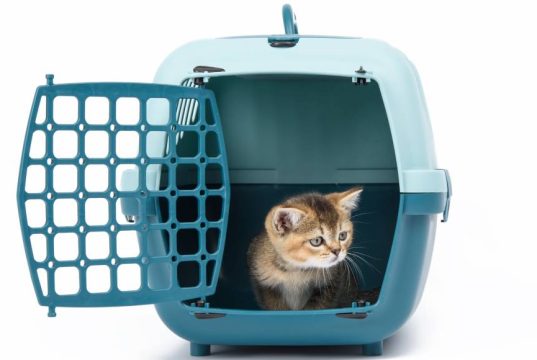 En İyi Kedi Taşıma Çantası En İyi Kedi Mama Çantası