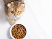 En İyi Kısır Kedi Maması En İyi Kısır Kedi Maması