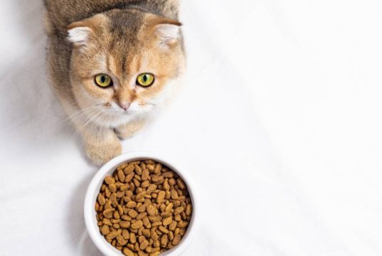 En İyi Kısır Kedi Maması En İyi Kısır Kedi Maması