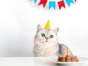 En İyi Konserve Kedi Maması En İyi Konserve Kedi Maması