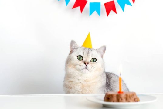 En İyi Konserve Kedi Maması En İyi Konserve Kedi Maması