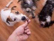 En İyi Köpek Ödül Maması En İyi Köpek Ödül Maması