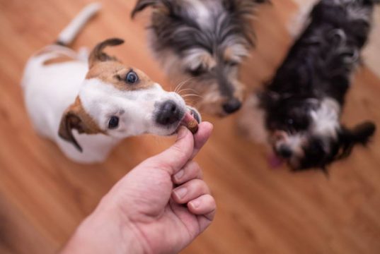 En İyi Köpek Ödül Maması En İyi Köpek Ödül Maması