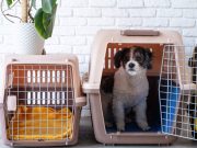 En İyi Köpek Taşıma Çantası En İyi Köpek Taşıma Çantası Önerileri ve Markaları 2024