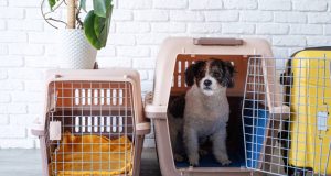 En İyi Köpek Taşıma Çantası En İyi Köpek Taşıma Çantası Önerileri ve Markaları 2024