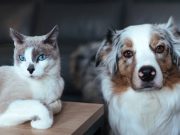 En İyi Otomatik Mama Kabı En İyi Otomatik Mama Kabı