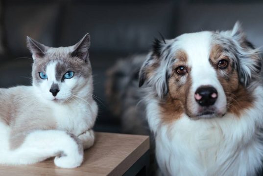 En İyi Otomatik Mama Kabı En İyi Otomatik Mama Kabı