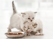 En İyi Yavru Kedi Maması En İyi Yavru Kedi Maması