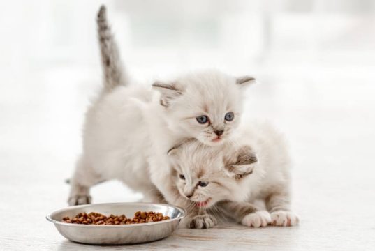 En İyi Yavru Kedi Maması En İyi Yavru Kedi Maması