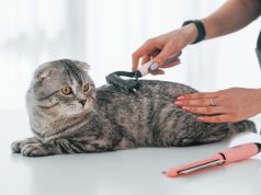 En İyi Pet Kuaför İstanbul En iyi Pet Kuaförler