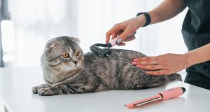 En İyi Pet Kuaför İstanbul En iyi Pet Kuaförler