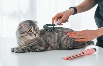 En İyi Pet Kuaför İstanbul En iyi Pet Kuaförler