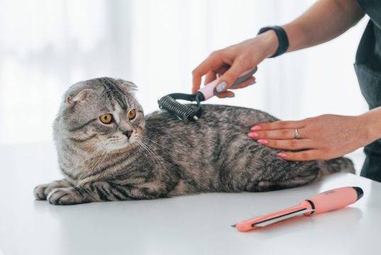 En İyi Pet Kuaför İstanbul En iyi Pet Kuaförler